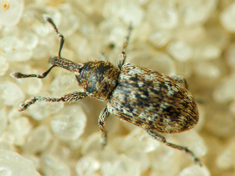 Smicronyx jungermanniae (Reich, 1797)